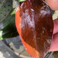 Philodendron Orange Princess 
