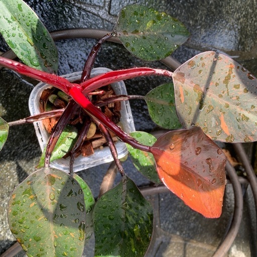 生活雑貨 Philodendron Orange Princess