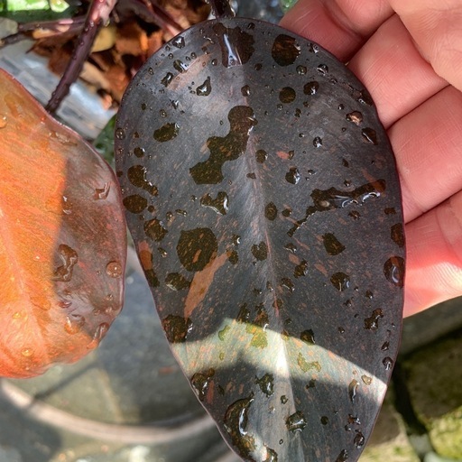 生活雑貨 Philodendron Orange Princess
