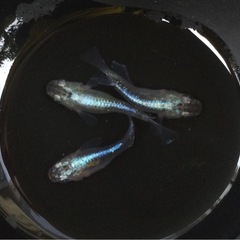 終了⭐️わかさぎダルマ⭐️♂1♀2