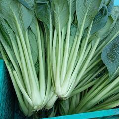 期間限定販売🉐　小松菜(30kg)売切れ注意⚠️  