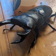 材割採集】山梨県産オオクワガタ幼虫4匹（詳細産地あり