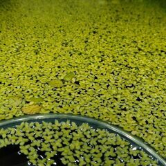 水草 アオウキクサ １カップの画像