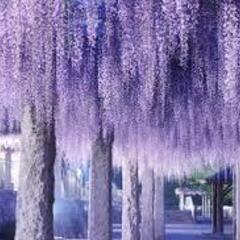 ４月２７日（日）花であふれる藤岡の春！甘い香りに包まれて見…