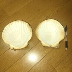 貝焼味噌用帆立貝殻２枚