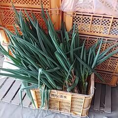 追加緊急募集‼️(*｀ｴ´)根っこ付きがいっぱい