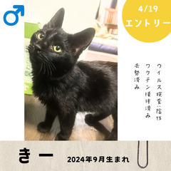 今週末！4/19(土)10:30〜保護猫の譲渡会【大刀洗ドリーム...