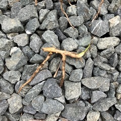 茗荷の苗の画像