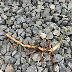 茗荷の苗の画像