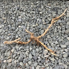 茗荷の苗の画像