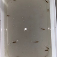 ウーパールーパー　赤ちゃん2~2.5cmの画像