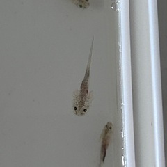 ウーパールーパー　赤ちゃん2~2.5cmの画像