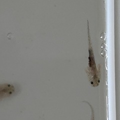 ウーパールーパー　赤ちゃん2~2.5cmの画像