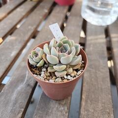 多肉植物ジャシリー