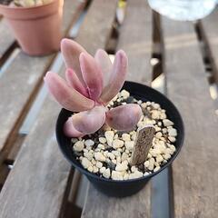 多肉植物　キャンディグレープ