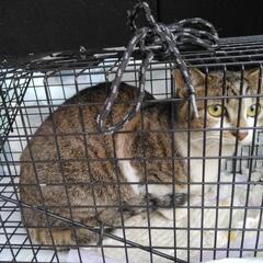 さいたま市内外猫不妊化TNR活動