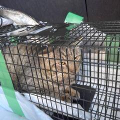 さいたま市内外猫不妊化TNR活動 - その他