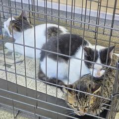 さいたま市内外猫不妊化TNR活動 - さいたま市