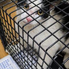 さいたま市内外猫不妊化TNR活動 - メンバー募集