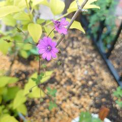 ゲラニウム”ビルウォーリス”宿根草 花❁⃘*.ﾟ庭  ガーデニング