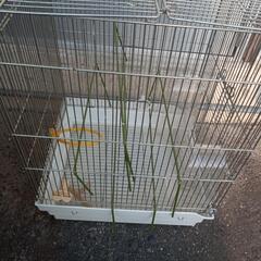 （決まりました）鳥かごの画像