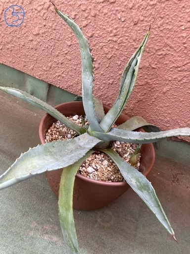 アガベ 華厳 アメリカーナ、カキ仔 - メルカリ
