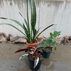 観葉植物