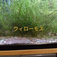 ウィローモス🌿㉓🐟メダカ🐠熱帯魚🦐エビ水槽に❣️