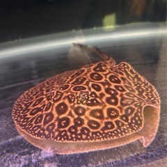 淡水エイ