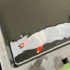 金魚