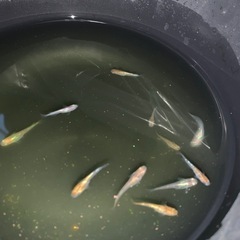 ラメ系ミックスめだか　メダカ12匹