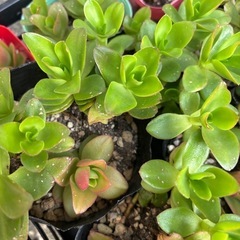 多肉植物  火祭り 一鉢 30円の画像