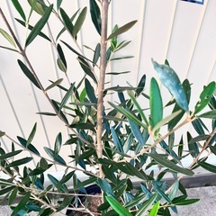 常緑樹　オリーブ　ひなかぜの画像