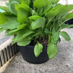 ぎぼうしの画像