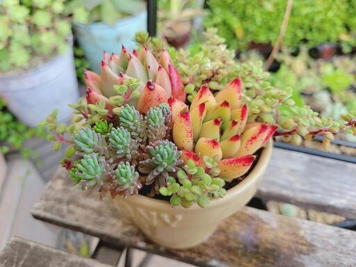 ⑦ 多肉植物 寄せ植え 鉢ごと (nicorun) 新橋の家庭用品 ⑦ 多肉植物 寄せ植え 鉢ごと (nicorun) 新橋の家庭用品