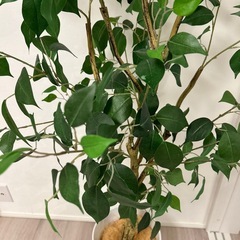 フェイクグリーン　の画像