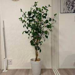 フェイクグリーン　の画像