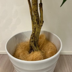 フェイクグリーン　の画像