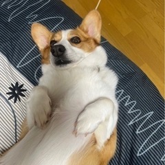 【里親決まりました】コーギーの男の子。人が大好きで甘えん坊。 - 犬
