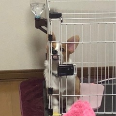 【里親決まりました】コーギーの男の子。人が大好きで甘えん坊。 - 石狩市