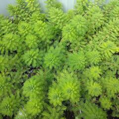 決定🎉オレンジミリオフィラムひと鉢②🌱水上葉水草浮き草