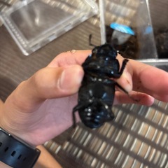 値下げオオクワガタメス単　（国産）の画像