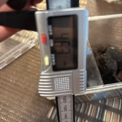 値下げオオクワガタメス単　（国産）の画像