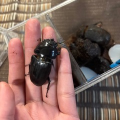 値下げオオクワガタメス単　（国産）の画像