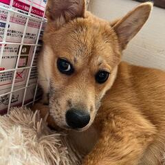 可愛い仔犬里親募集🫶🐶