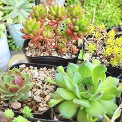 -⑧ 多肉植物 7ポットセット ポットごと 観葉植物 ガーデニングの画像