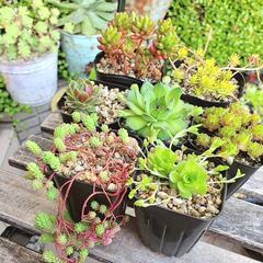 -⑧ 多肉植物 7ポットセット ポットごと 観葉植物 ガーデニングの画像