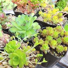 -⑧ 多肉植物 7ポットセット ポットごと 観葉植物 ガーデニングの画像