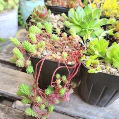 -⑧ 多肉植物 7ポットセット ポットごと 観葉植物 ガーデニングの画像
