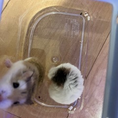 ロボロフスキーハムスター🐹